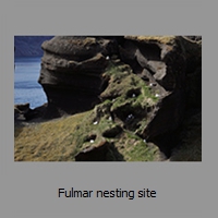 Fulmar nesting site